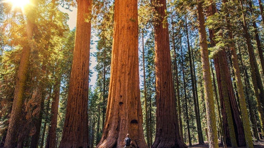 Walk Among Giants: Your Guide to Redwood National and State Parks - gcioutdoor