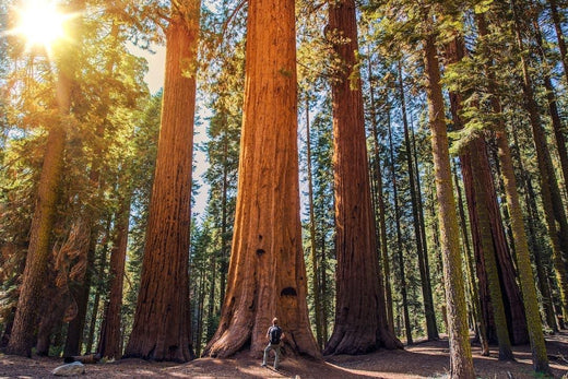 Walk Among Giants: Your Guide to Redwood National and State Parks - gcioutdoor