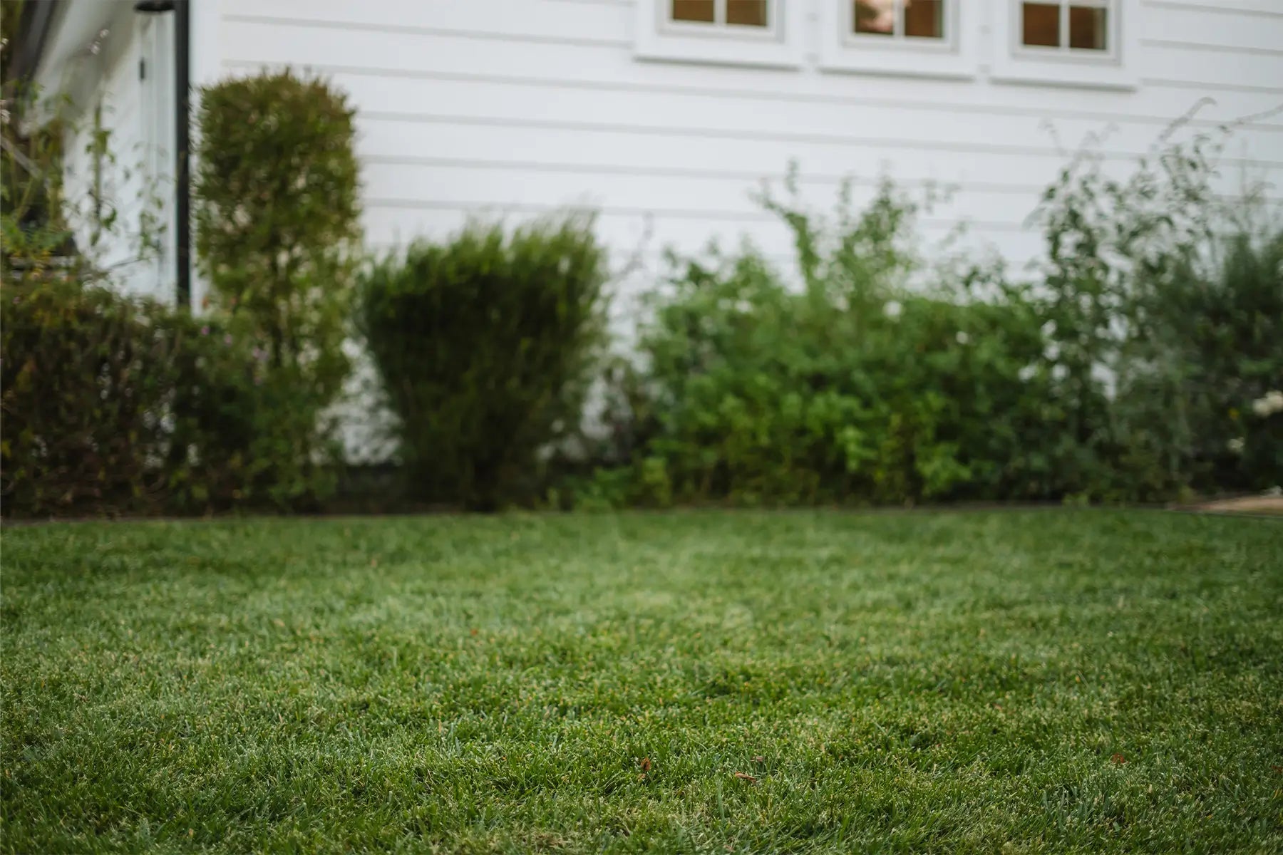 A patch of grass and shrubs in the backyard of a white home. 