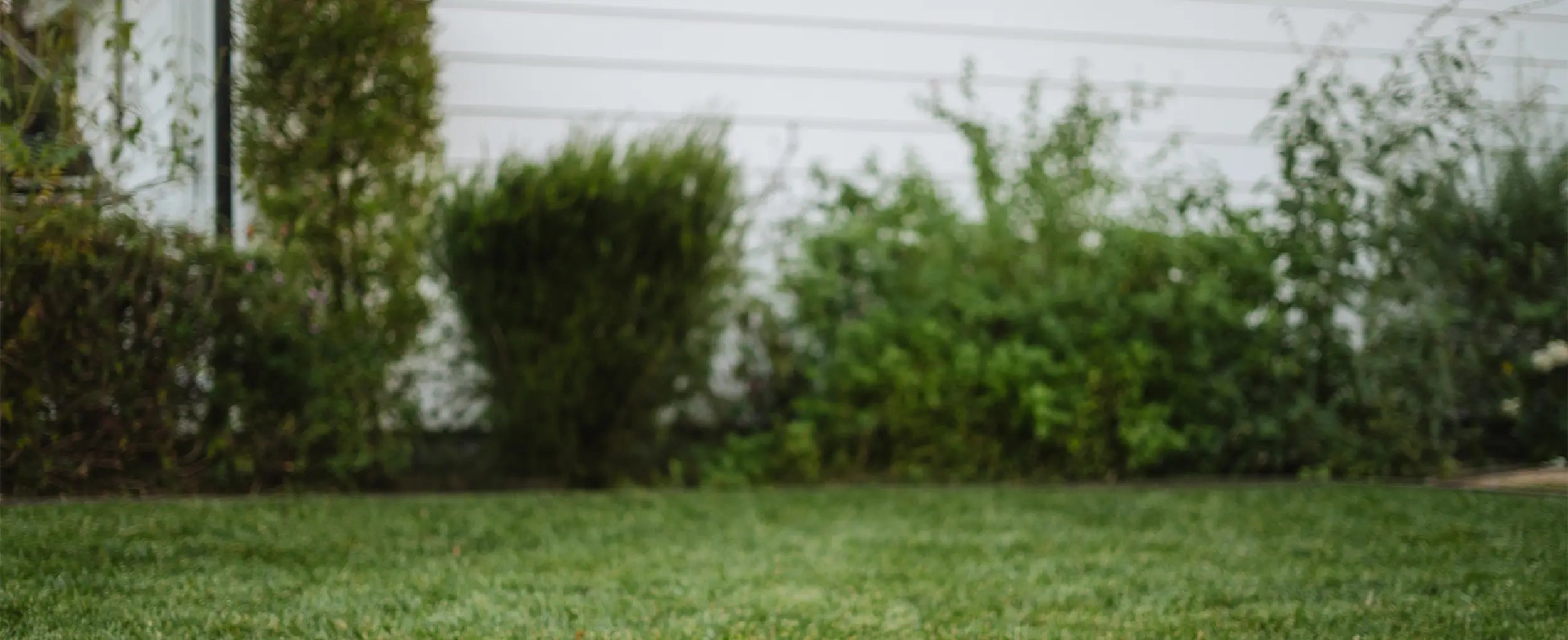 A patch of grass and shrubs in the backyard of a white home. 